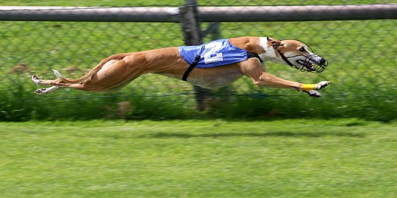 Cá cược đua chó Greyhound XO88 - Game cho phái mạnh 2 Ca cuoc dua cho Greyhound chang