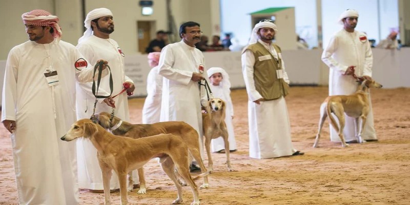 Cá cược đua chó Dubai - trò chơi giải trí độc đáo tại XO88 2 Giao diện sắc nét của bộ môn đua chó Dubai trên website XO88