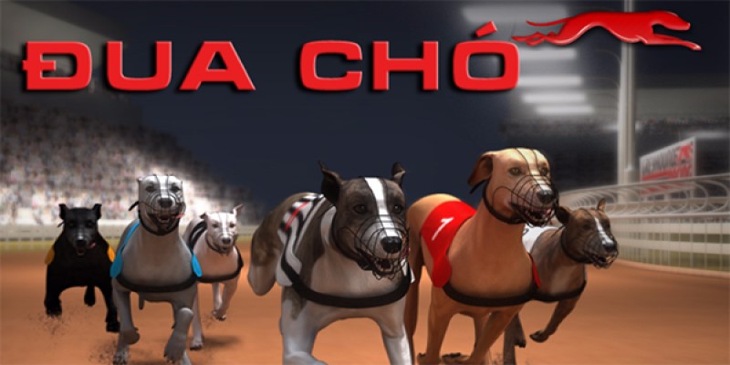 Cá cược đua chó Dubai - trò chơi giải trí độc đáo tại XO88 3 Hướng dẫn chơi cá cược đua chó Dubai trên trang web XO88