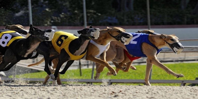 Cá cược đua chó Greyhound XO88 - Game cho phái mạnh 1 Vài nét khái quát về bộ môn cá cược đua chó Greyhound tại XO88