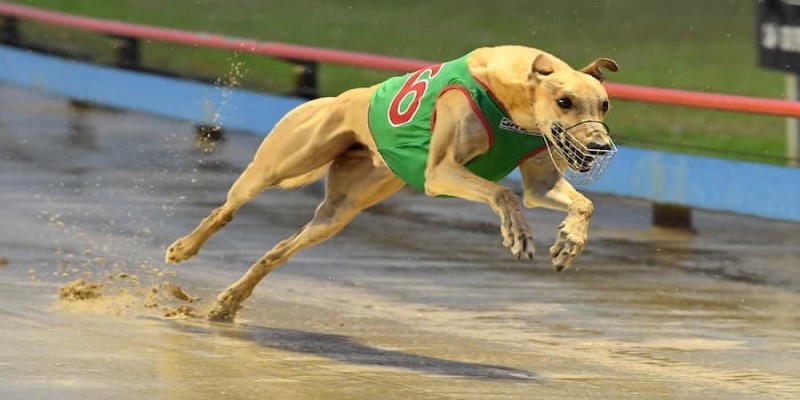 Cá cược đua chó Dubai - trò chơi giải trí độc đáo tại XO88 1 dua-cho-dubai