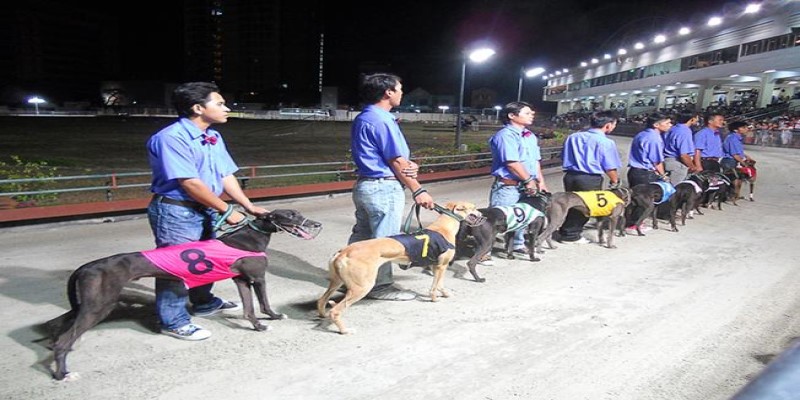 Đua chó Vũng Tàu - Môn thể thao giải trí lành mạnh tại XO88 2 dua-cho-vung-tau